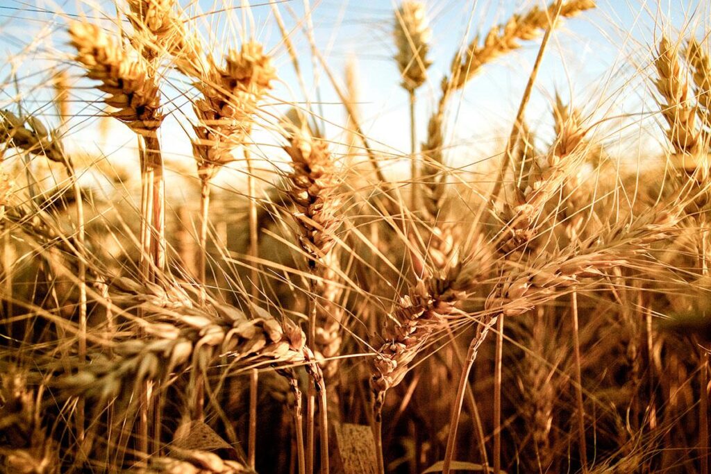 trigo, FADA, renta agrícola, Estado, soja, maiz