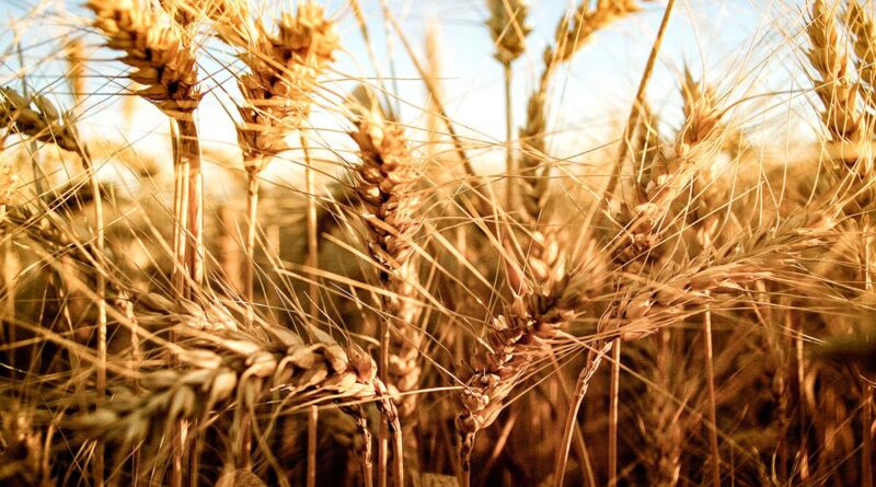 trigo, FADA, renta agrícola, Estado, soja, maiz