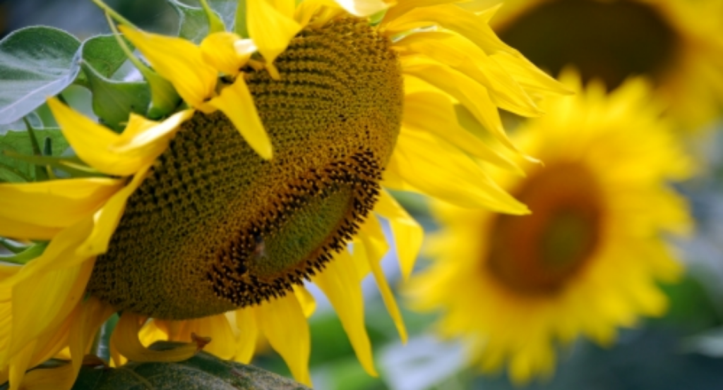 Girasol, siembra, hectáreas, 2024