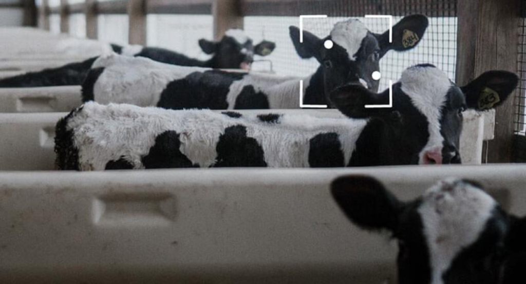 Inteligencia artificial, vacas