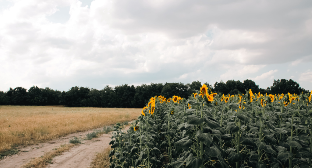 Girasol, 2024, problemas climáticos