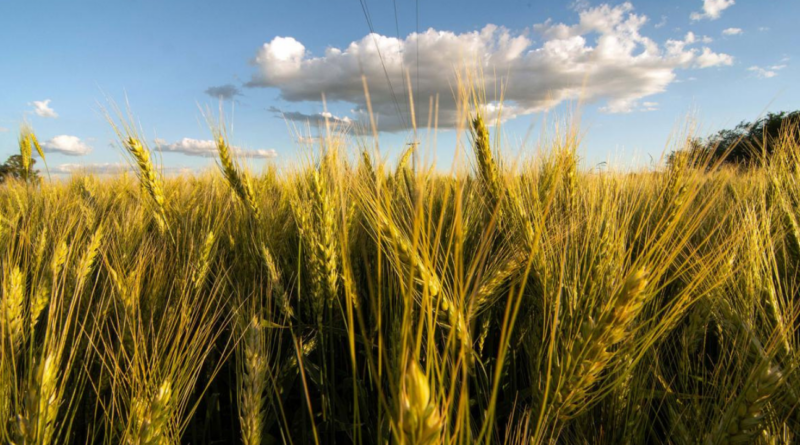 Trigo, aranceles, agroquímicos, gobierno