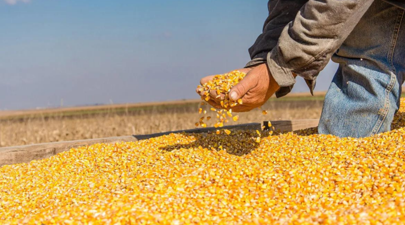Granos, producción, maíz, soja, trigo, mercados