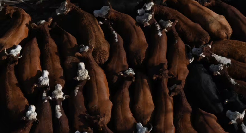 Mercado Agroganadero de Cañuelas, cañuelas