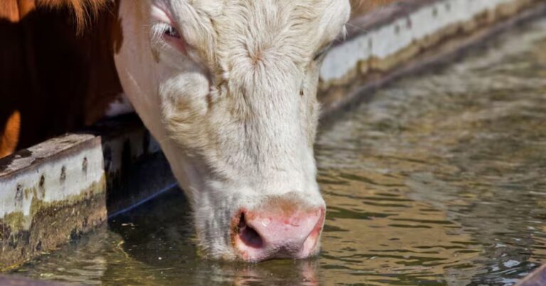 ola de calor, bovinos, carne, impacto