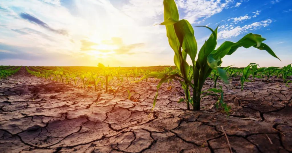 falta de agua, calor extremo, cosecha