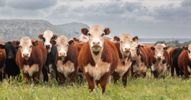 biodiversidad, manejo productivo