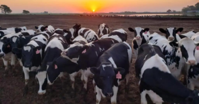 tambos, lechería, vacas lecheras, gripe aviar, ganado