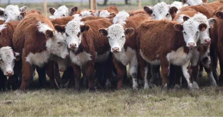 Mercado de Invernada, terneros, carne, exportación, agro, dólares, 2023, 61, alternativas, control, garrapatas, bovinos