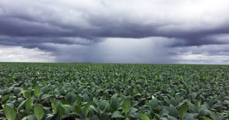 Lluvias, humedad, suelo, campo, cosecha