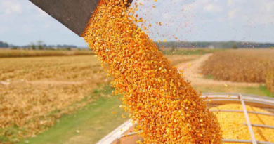 exportaciones de maíz, divisas, precios internacionales, derrumbe, agrícola