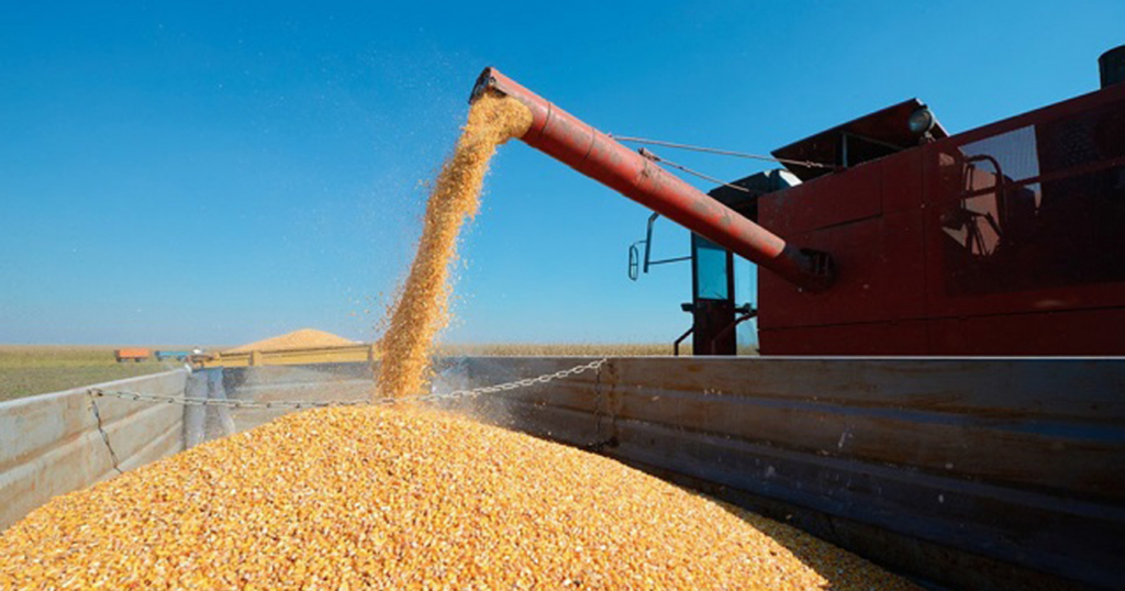 exportaciones de maíz, divisas