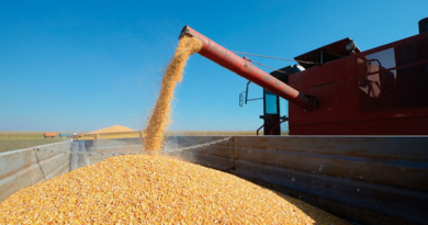 exportaciones de maíz, divisas, China, Estados Unidos, cultivos, agroindustriales, expotraciones, mayo