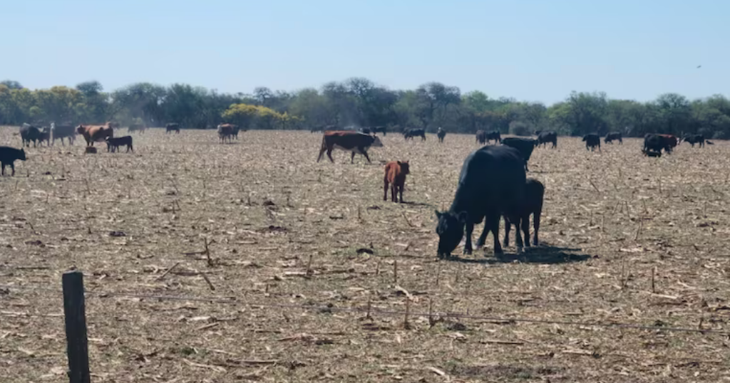 sequía, córdoba, La Rioja, Sequía, ganadería, clima, primavera