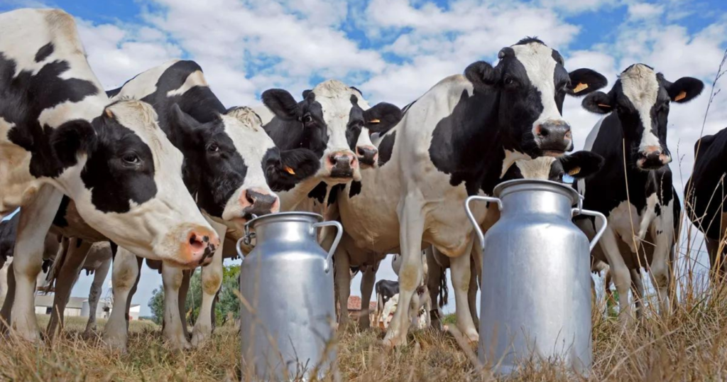 tambos, producción de leche, 2024, 240 millones, tambo, tambos, lechería, vacas lecheras, gripe aviar, ganado