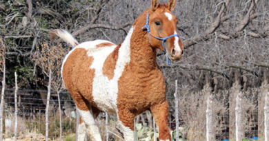 Bashkir Curly, Patagonia, caballos