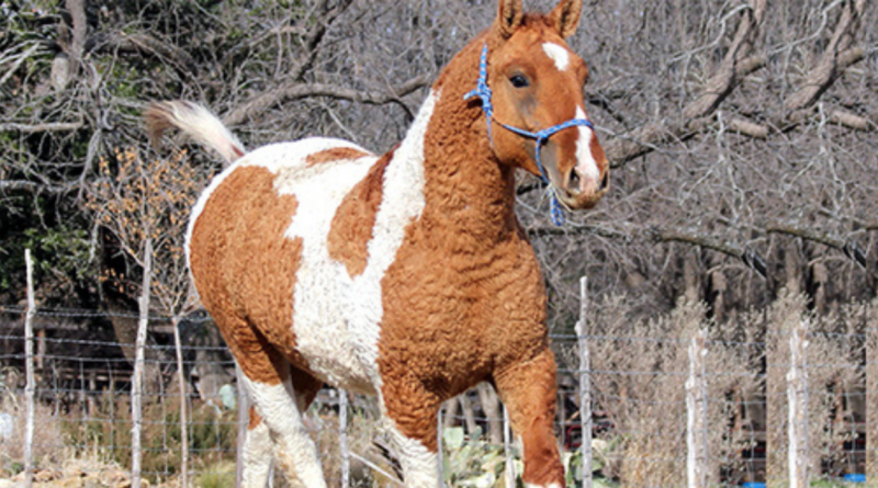 Bashkir Curly, Patagonia, caballos