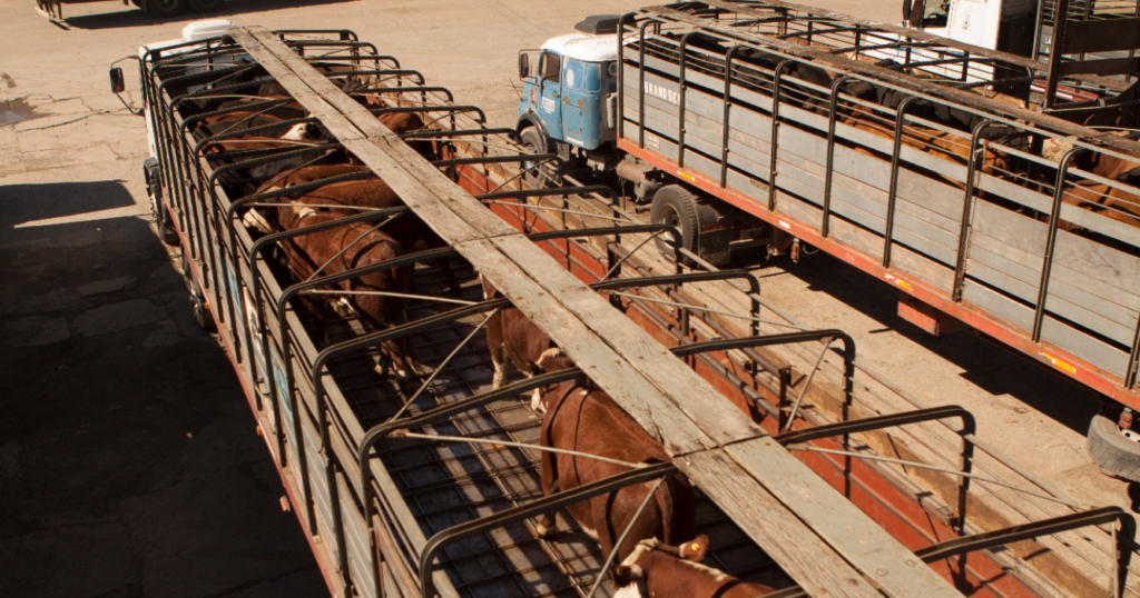 Transporte de carga, gobierno, Estrés, transporte, bienestar, animales