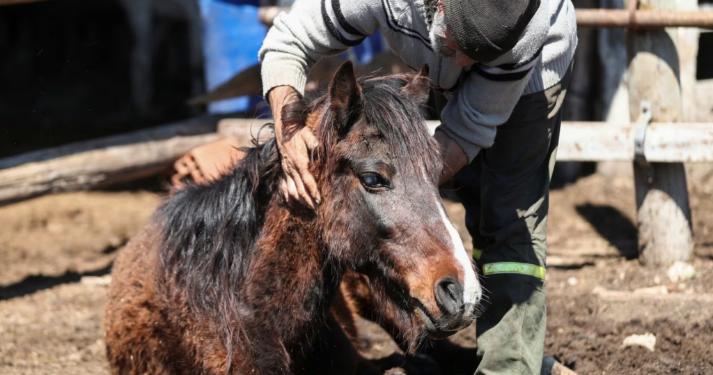 encefalomielitis equina, entre ríos, senasa