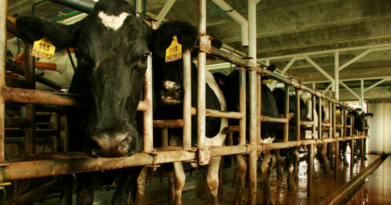 ganadería, Estrés térmico, animales, tambo, gripe aviar, feedlots