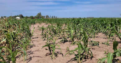 alerta, informe, argentina, 2024, sequía, producción, La Niña