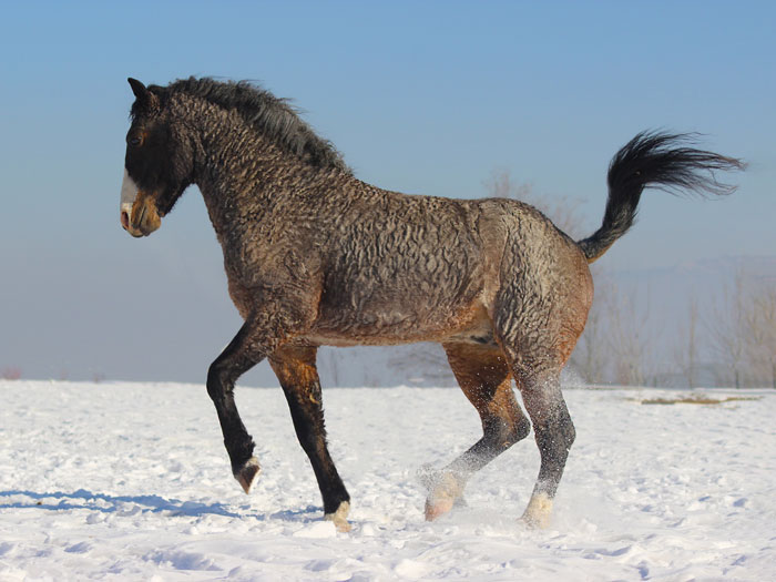 Bashkir Curly, caballos, patagonia
