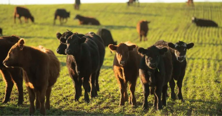 Mercado de Invernada, productores, agro, 2025, Bienestar Animal, certificación, Latinoamérica, recría, secretaría de bioeconomía, angus, raza