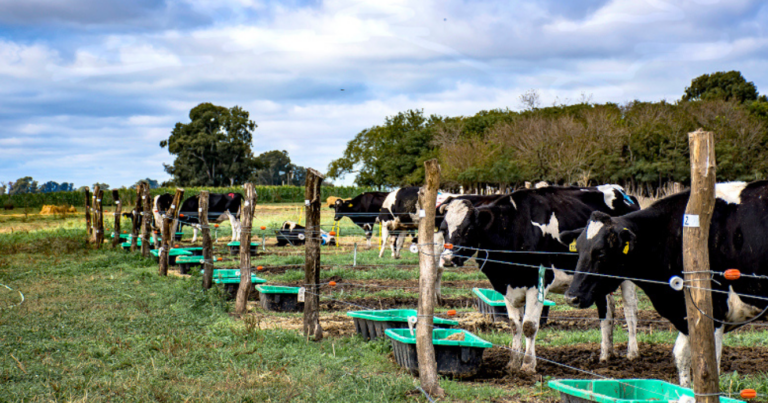 cascarilla de soja, estado sanitario, consumo, vacas