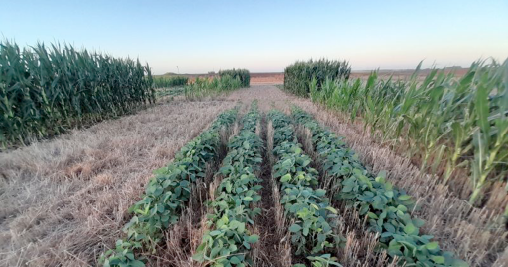 Intersiembra, producción, sustentable, suelo, inta