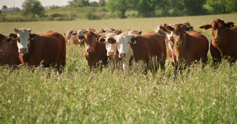 Exportación, carne vacuna, Argentina, 2024, Bienestar Animal, certificación, Latinoamérica