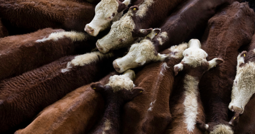 Mercado de Cañuelas, valores, vacunos