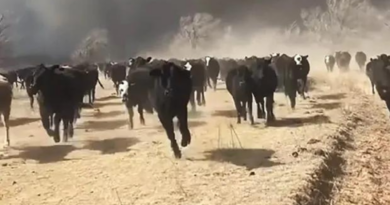 incendio, Estados Unidos, zona ganadera