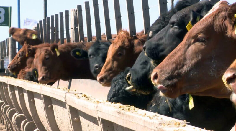 Exportadores, feedlots, Feedlot, encierre, vacas, engorde, CREA, faena, alarmas, siembra, maíz