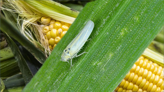maíz, producción, chicharra. impacto
