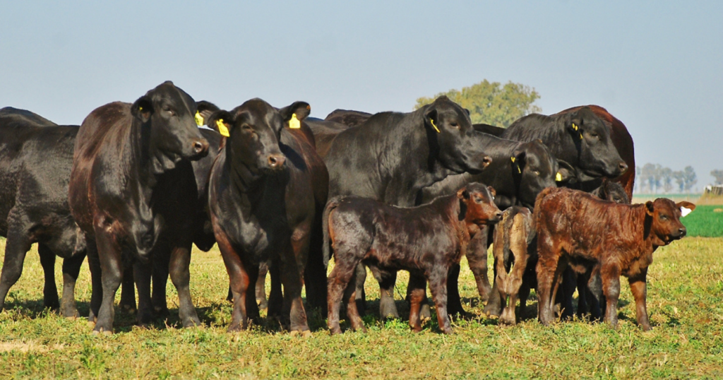 mejoramiento genético, rodeos, ganado, INTA