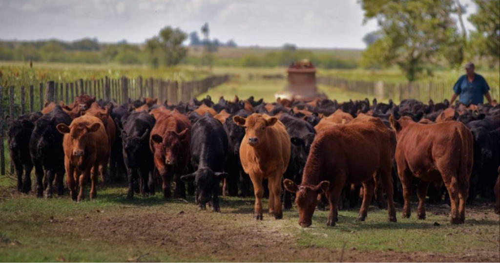 mejoramiento genético, rodeos, ganado, INTA