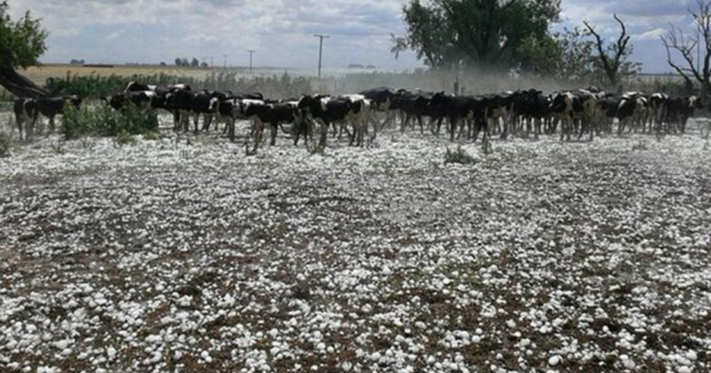 Seguros agrícolas, producción, lluvias, tormentas