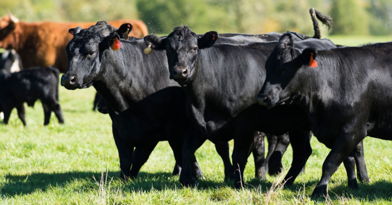 mejoramiento genético, rodeos, ganado, INTA