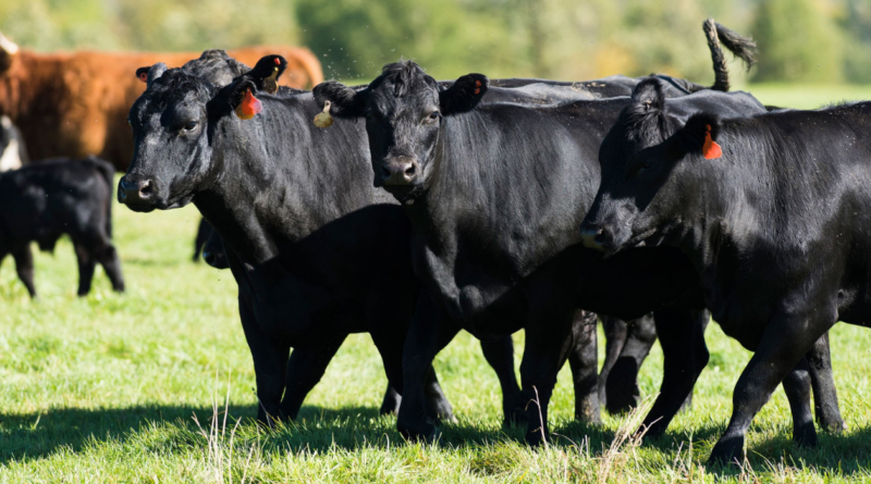 mejoramiento genético, rodeos, ganado, INTA