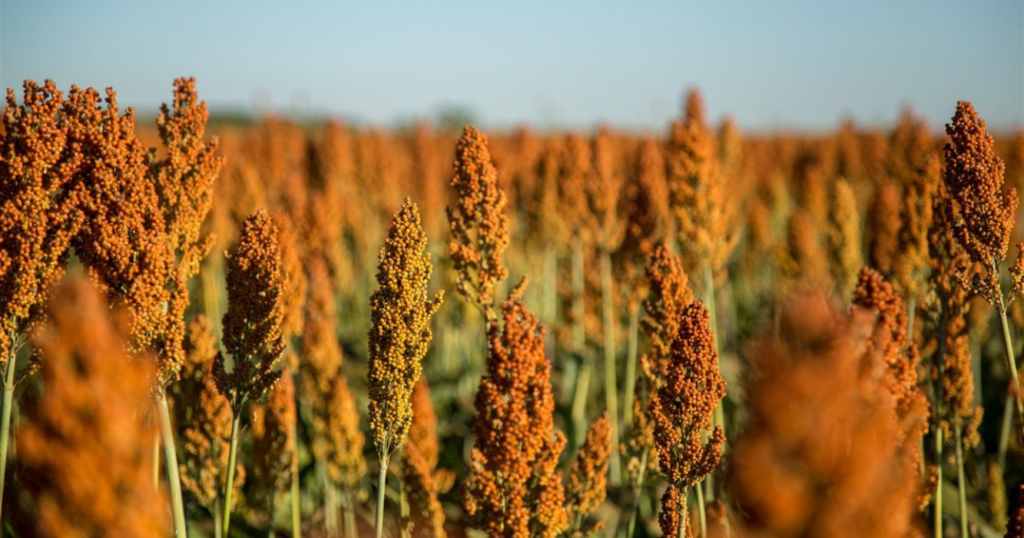 Sorgo, tecnología, malezas