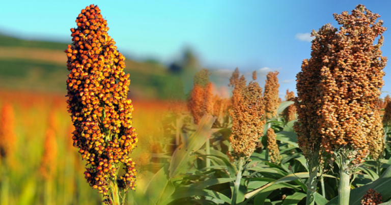 Sorgo, tecnología, malezas, área, 50%, siembra