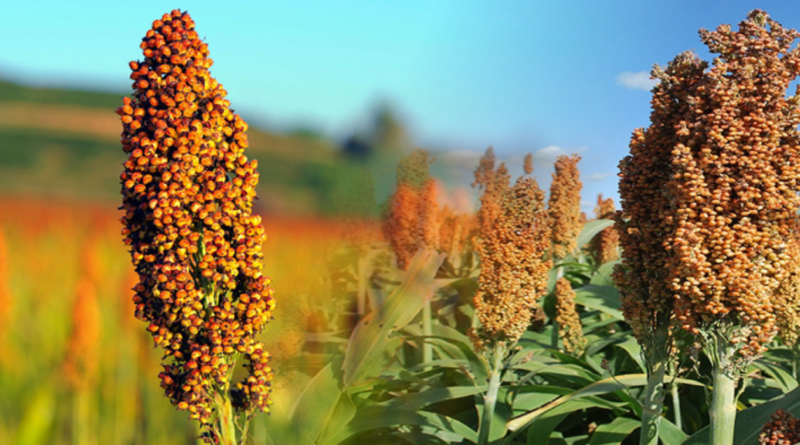 Sorgo, tecnología, malezas, área, 50%, siembra