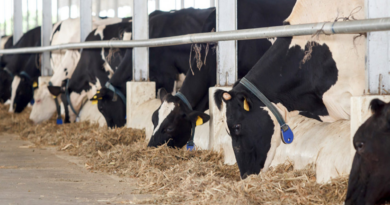 Ordeño inteligente, eficiencia, salud, vacas