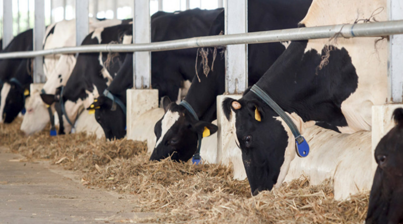 Ordeño inteligente, eficiencia, salud, vacas