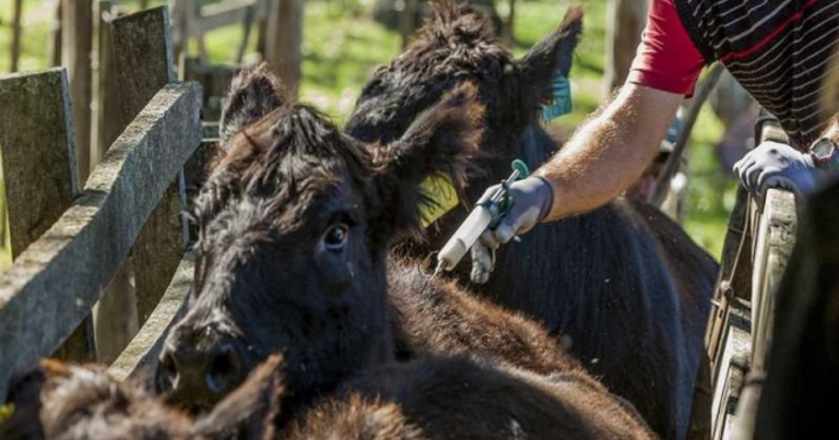 Vacuna, diarrea, bovina, ganadería