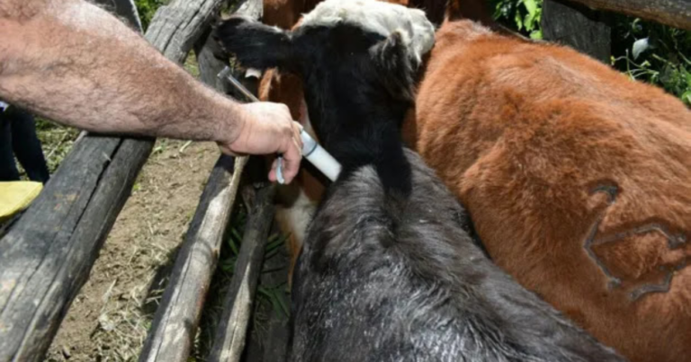 Vacuna, diarrea, bovina, Senasa