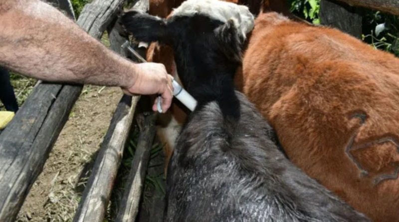 Vacuna, diarrea, bovina, Senasa