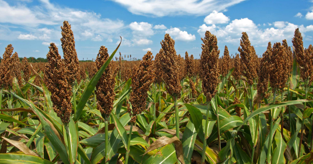 Sorgo, tecnología, malezas, área, 50%, siembra