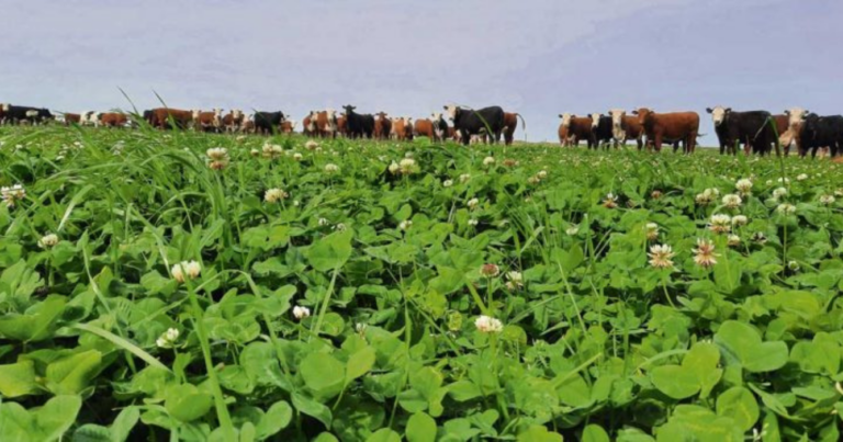 Reservas forrajeras, ganadería, ganadería regenerativa, campo natural