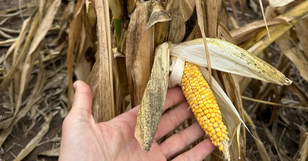 Maíz, chicharra, chicharrita, insecticidas